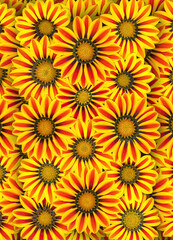 Blooming red and yellow gazania tiger stripes flowers a colourful daisy like plant from south africa seen from above
