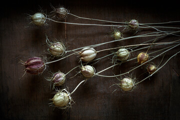 Dried nigella pods lying on wooden surface