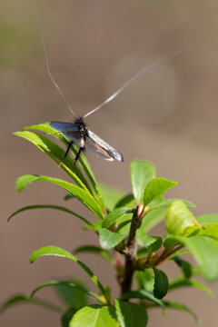 vertical photograph of the butterfly adela reaumurella butterfly seen from behind with open wings