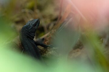 lizard melanica, zootoca vivipara, hiding in the undergrowth. copyspace