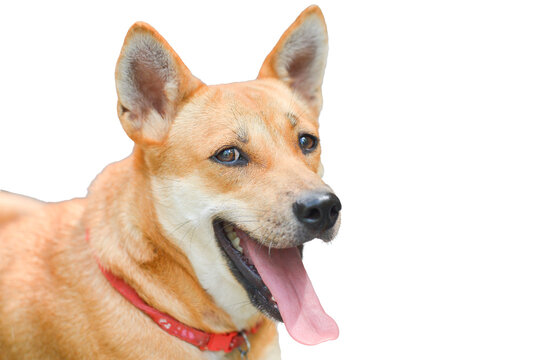 Close-up image of a brown Thai dog on a transparent background PNG
