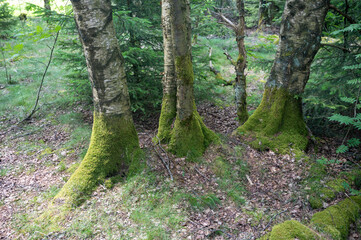 Trees in the forest overgrown with moss
