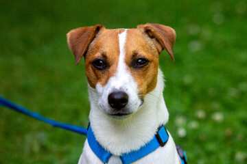 Jack Russell terrier w klasycznym umaszczeniu