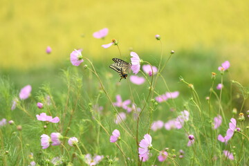コスモスの花にとまるアゲハ蝶