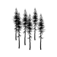 Forest icon vector. Wood illustration sign. Pine tree symbol. Christmas tree logo.
