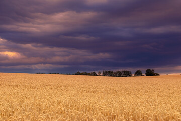 Golden ripe ears of wheat in field, rural countryside. Sky before storm. - 656956392
