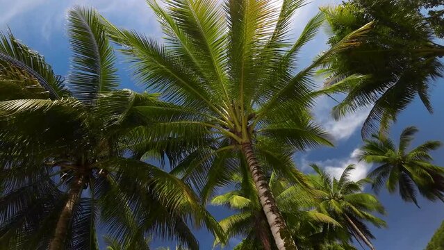 Low angle rotating coconut palm trees against blue sky, tropical paradise