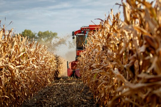 combine harvesting corn