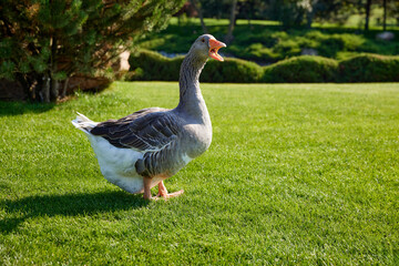 Beautiful gray goose walking on green grass in park on warm sunny day. Making sounds. Beautiful bird. Concept of parks, animals and birds, care, nature.