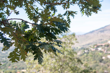 Acorns and green oak leaves in early autumn