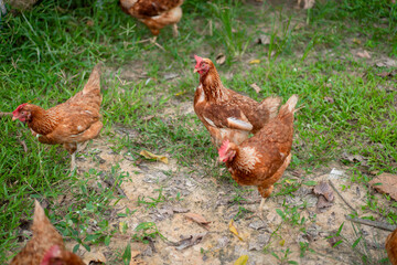 chicken and agriculture with smile in portrait, poultry livestock with sustainability and organic with free range. Happiness, farming and environment, animal and farmer is outdoor