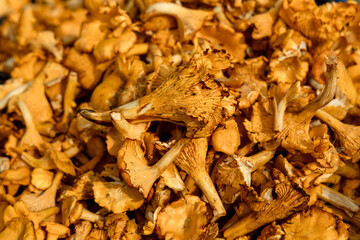 Mushroom Background. Chanterelles mushrooms just picked in the forest