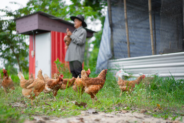 chicken and agriculture with smile in portrait, poultry livestock with sustainability and organic with free range. Happiness, farming and environment, animal and farmer is outdoor