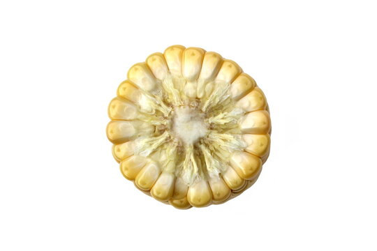 An ear of corn broken in half lies on a white background.