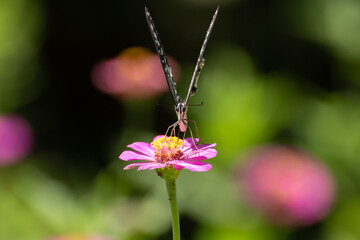 花の蜜を吸うアゲハチョウ