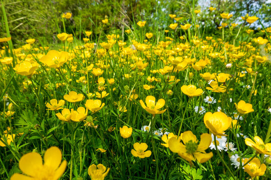 Buttercups blooming in springtime meadow