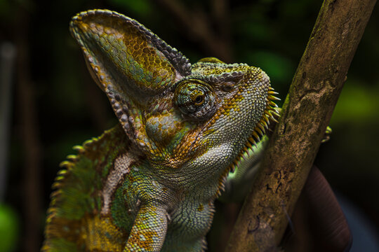 Portrait of green chameleon climbing branch