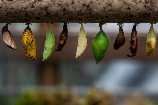 Row of cocoons hanging outdoors
