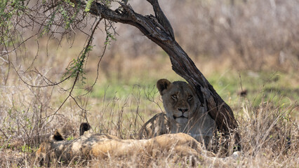 a lioness seeking shade from a tree