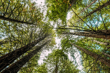 Sequoias forest in Cabezón de la Sal, Spain.