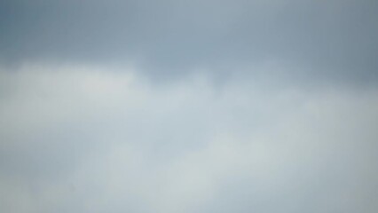 Predator falcon bird hovering in air, hunting for food on ground. Soaring falcon or hawk froze in the air above the ground, ready to rush down for prey. Slow motion