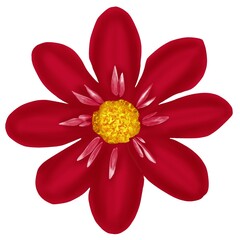 red dahlia isolated on white