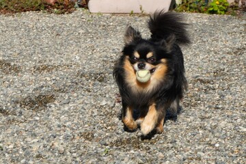 ボールを咥えて砂利の庭を走るチワワ