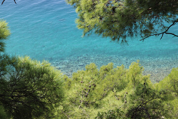 Picturesque green pine tree branches against the background of the turquoise blue sea on the Croatian seaside on a sunny summer day