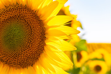 Sunflower close up view in the field. Industrial crops background photo