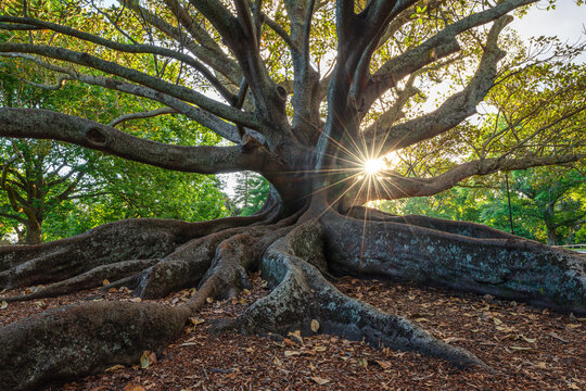 New Zealand, North Island New Zealand, Auckland, Moreton Bay Fig (Ficus Macrophylla) in Auckland Domain