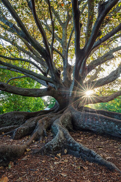 New Zealand, North Island New Zealand, Auckland,MoretonBay Fig (Ficus Macrophylla)in Auckland Domain