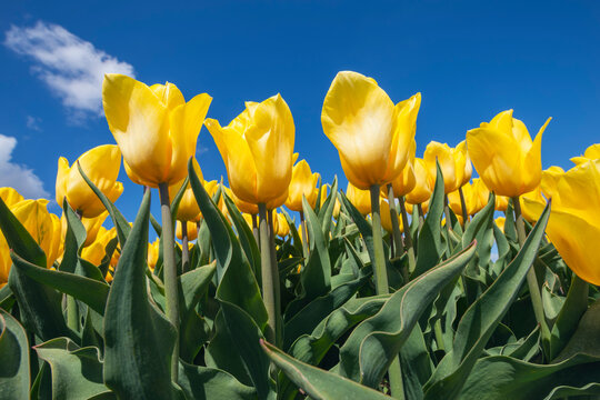 Yellow tulips blooming in field