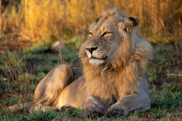 Young male lion close up during the golden hour