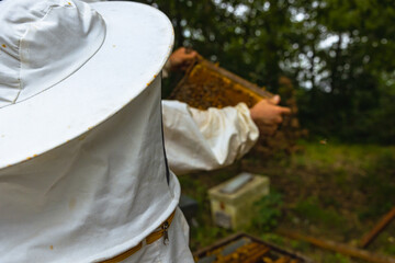 Beekeeping or apiculture background photo