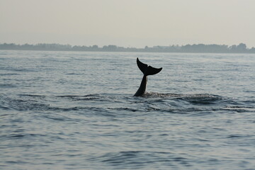 Delfini a mare che saltano e si immergono