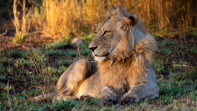 Young male lion close up during the golden hour