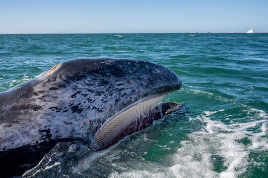 Mexico, Baja California, Head of gray whale (Eschrichtius robustus) breaching in San Ignacio Lagoon