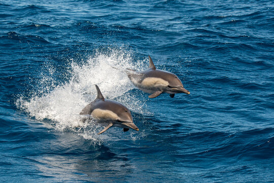 Mexico, Baja California, Two breaching common dolphins (Delphinus delphis)