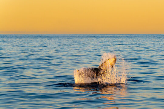 Mexico, Baja California, Tail fin of breaching humpback whale (Megaptera Novaeangliae)
