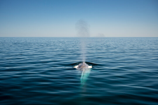 Mexico, Baja California, Blue whale (Balaenoptera Musculus) breaching in Sea Of Cortes