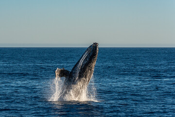 Mexico, Baja California, Humpback whale (Megaptera Novaeangliae) breaching in Sea Of Cortes