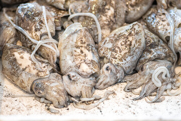 Fototapeta na wymiar Fresh raw big cuttlefish, sepia or cuttles for selling in a plate in a street fish market in Bari, Puglia, Italy
