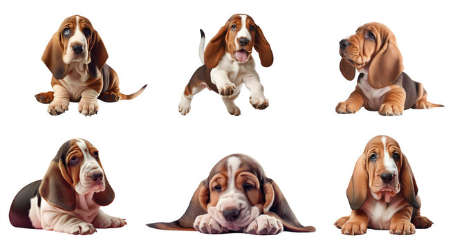  Set Basset Hound dog puppy many angles isolated on transparent background cutout, PNG file. for product presentation. banner, poster, card, t shirt, sticker