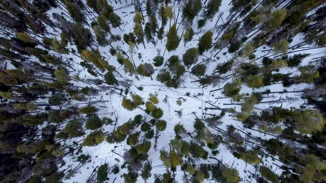 Looking Down on a Snowy Forest Floor, Past the Green Tree Tops. Drone Birds Eye View Perspective Flying Over. British Columbia Canada.