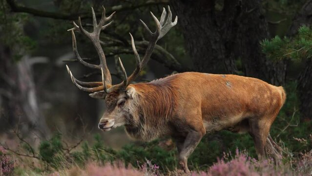 Regal red deer stag with big antlers dips head as he walks, Hoge Veluwe, the rut