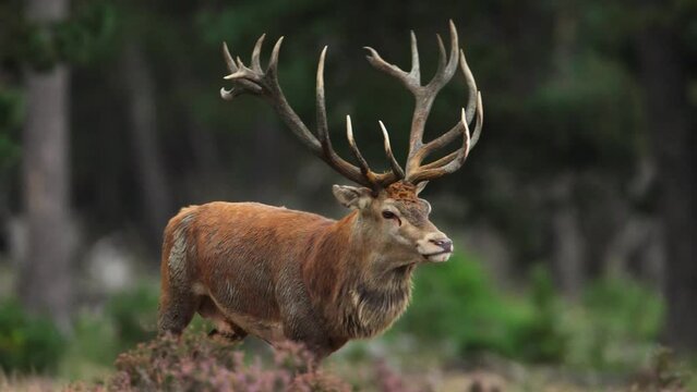 Red deer stag with impressive antlers stalking hinds, rutting season. Telephoto