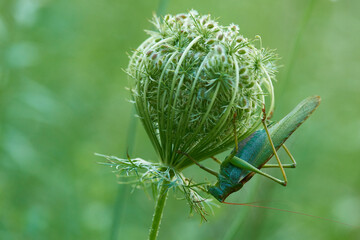 Gr&uuml;nes Heupferd (Tettigonia viridissima) an Wilder M&ouml;hre (Daucus carota subsp. carota)