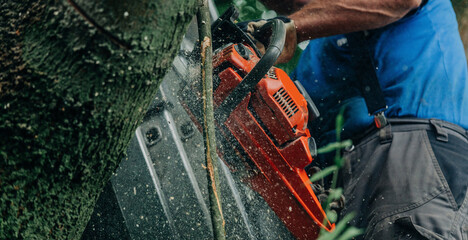 Lumberjack cutting tree trunk with chainsaw in forest