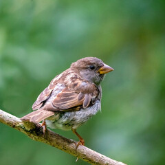 A selective focus shot of a sparrow sitting on a thick branch, birds in the wild, forest, look orange, green,square photo,