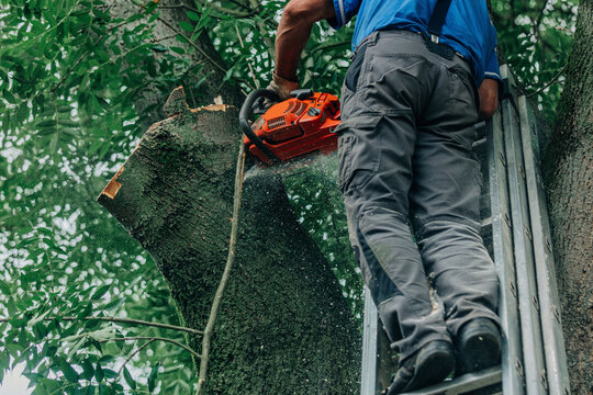 Lumberjack sawing tree trunk with chainsaw standing on metal ladder in forest